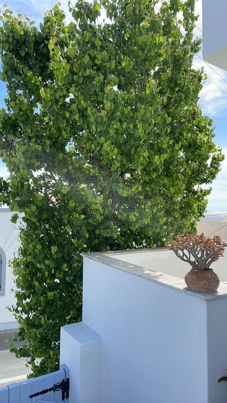 Elkaza Villas Φηρά Εξωτερικό φωτογραφία
